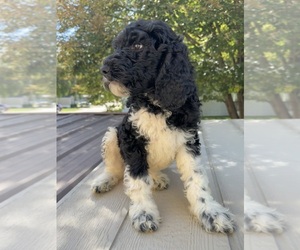 Goldendoodle Puppy for sale in MANHATTAN, KS, USA