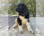 Image preview for Ad Listing. Nickname: Goldendoodle