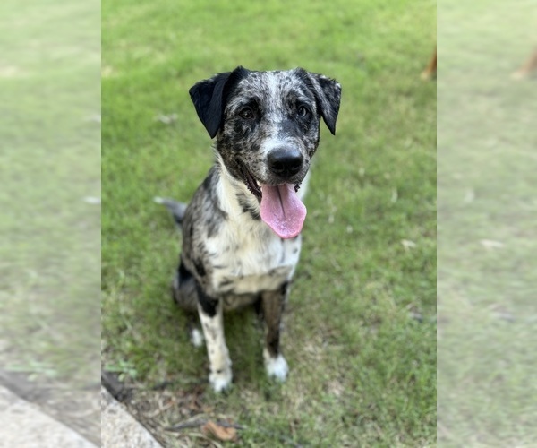 Medium Photo #2 Australian Cattle Dog Puppy For Sale in BONHAM, TX, USA