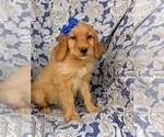 Small Photo #3 Goldendoodle Puppy For Sale in KIRKWOOD, PA, USA