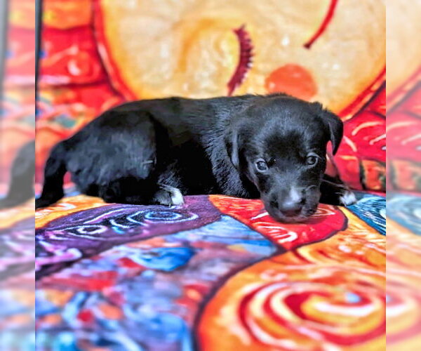 Medium Photo #3 Golden Retriever-Unknown Mix Puppy For Sale in Rutherfordton, NC, USA