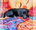 Small #2 Golden Retriever Mix