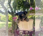 Small Photo #3 Yorkshire Terrier Puppy For Sale in TACOMA, WA, USA