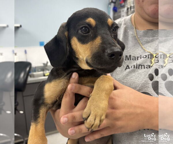 Medium Photo #2 Dachshund-Unknown Mix Puppy For Sale in Washington, DC, USA