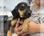 Small #1 Dachshund Mix