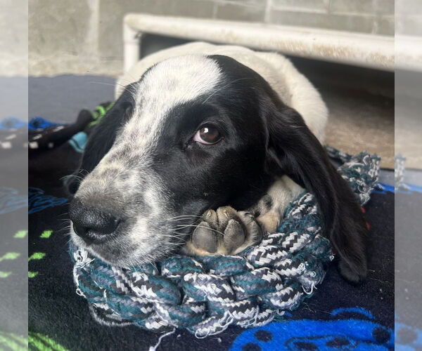 Medium Photo #1 Retriever -Saint Bernard Mix Puppy For Sale in Aurora, IN, USA