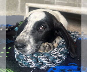 Retriever -Saint Bernard Mix Dogs for adoption in Aurora, IN, USA