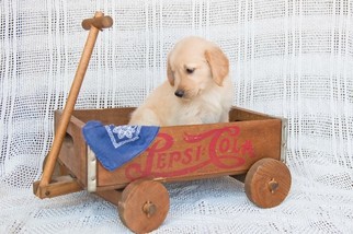Golden Retriever Puppy for sale in PLYMOUTH, OH, USA