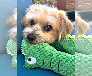 Brody - Male Havanese-Unknown Mix Dog for Adoption - Photo #3