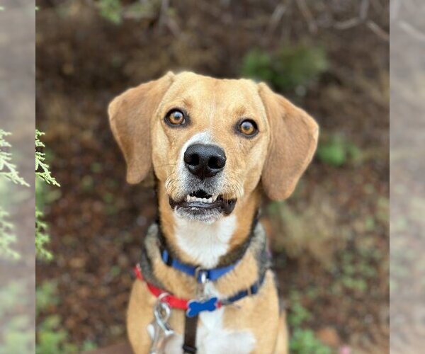 Medium Photo #158 Beagle-Unknown Mix Puppy For Sale in Kanab, UT, USA
