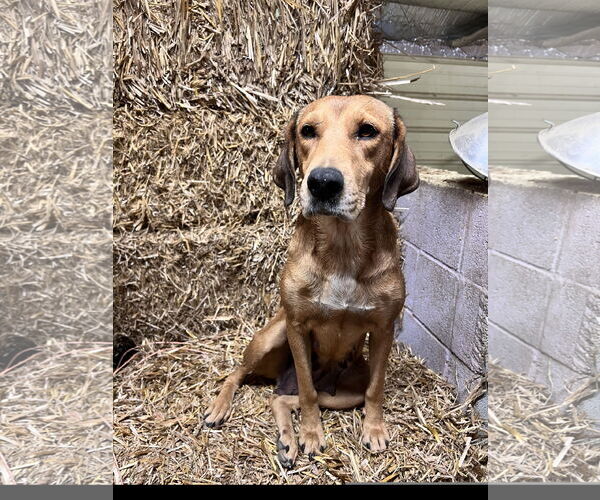 Medium Photo #2 Mutt Puppy For Sale in Tracy City, TN, USA