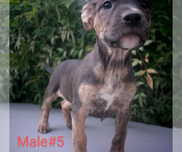 Medium Photo #5 American Pit Bull Terrier Puppy For Sale in POPLAR BLUFF, MO, USA