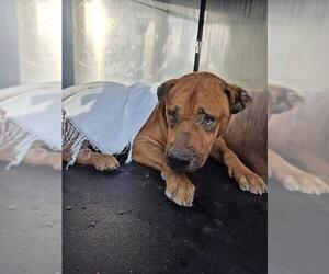 Mastiff-Unknown Mix Dogs for adoption in San Antonio, TX, USA