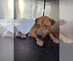 Small Mastiff Mix