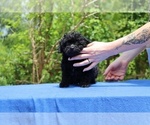 Small #10 Poodle (Toy)