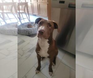 Clarey - Female Mutt Dog for Adoption - Photo #4