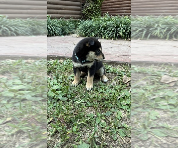 Medium Photo #8 Shiba Inu Puppy For Sale in NEW ATHENS, IL, USA