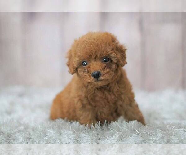 Medium Photo #1 Poodle (Miniature) Puppy For Sale in FULLERTON, CA, USA