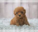 Small Photo #1 Poodle (Miniature) Puppy For Sale in FULLERTON, CA, USA