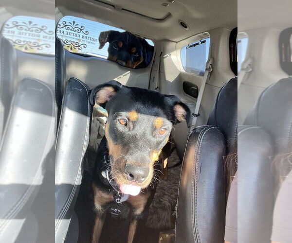 Medium Photo #2 Rottweiler Puppy For Sale in Gilbert, AZ, USA