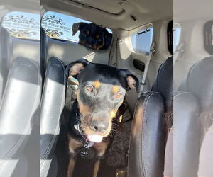 Obi - Male Rottweiler Dog for Adoption - Photo #2