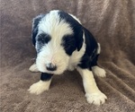 Small Photo #3 Sheepadoodle Puppy For Sale in KINGMAN, AZ, USA