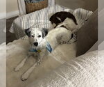 Small #6 Australian Shepherd Mix
