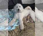 Small Photo #1 Goldendoodle Puppy For Sale in RATHDRUM, ID, USA