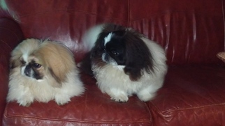 Mother of the Pekingese puppies born on 05/30/2017