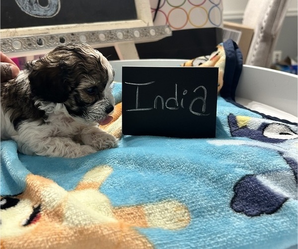 Medium Photo #20 YorkiePoo Puppy For Sale in MONTGOMERY VILLAGE, MD, USA