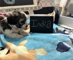 Small Photo #20 YorkiePoo Puppy For Sale in MONTGOMERY VILLAGE, MD, USA