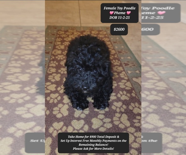 Medium Photo #1 Poodle (Toy) Puppy For Sale in TUCSON, AZ, USA