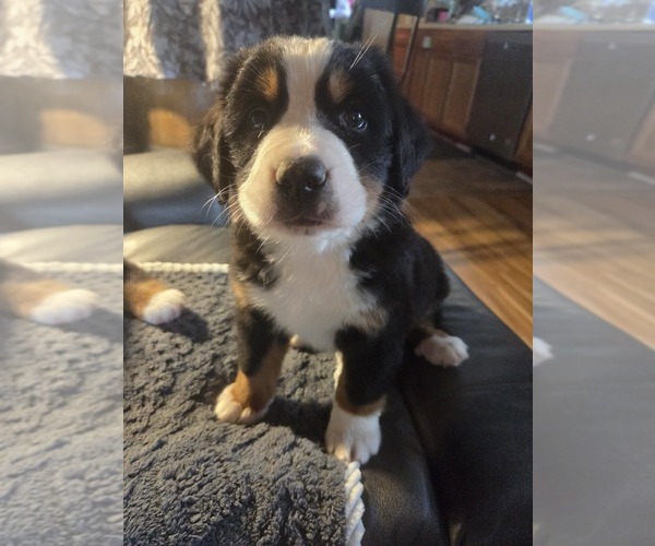 Medium Photo #6 Bernese Mountain Dog Puppy For Sale in HILLSBORO, OH, USA