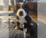 Small #5 Bernese Mountain Dog