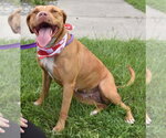 Small #22 American Staffordshire Terrier Mix