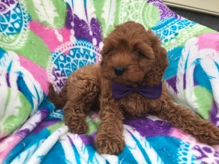 Cavapoo Puppy for sale in PEACH BOTTOM, PA, USA