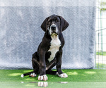 Small #6 Great Dane