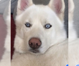 Mother of the Timber Wolf puppies born on 01/25/2023