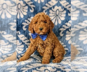 Irish Doodle Puppy for sale in PEACH BOTTOM, PA, USA
