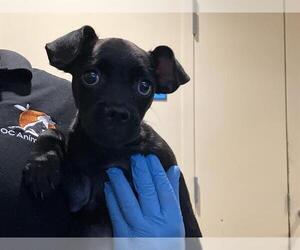 Chug Dogs for adoption in Orange, CA, USA