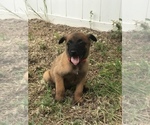 Small Photo #2 Belgian Malinois Puppy For Sale in WAYCROSS, GA, USA