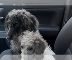 Small Photo #1 Poodle (Miniature) Puppy For Sale in DUBUQUE, IA, USA