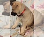 Small Photo #55 German Shepherd Dog Puppy For Sale in ANKENY, IA, USA