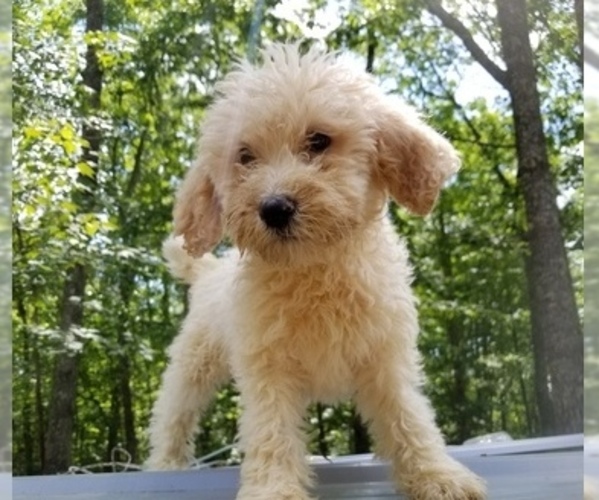 Medium Photo #3 Poodle (Standard) Puppy For Sale in SPARTA, TN, USA