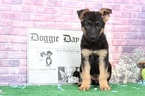Small Photo #4 German Shepherd Dog Puppy For Sale in BEL AIR, MD, USA