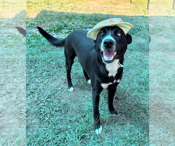 Medium Photo #3 Collie-Unknown Mix Puppy For Sale in Bryant, AR, USA