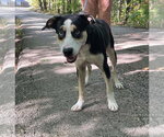 Venus - Female Siberian Husky Dog for Adoption - Small photo