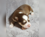Small Photo #45 Pomsky Puppy For Sale in RAMONA, CA, USA