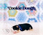 Image preview for Ad Listing. Nickname: Cookie Dough
