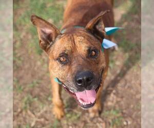 Mutt Dogs for adoption in San Antonio, TX, USA